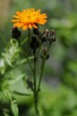 Orangerotes Habichtskraut - Hieracium aurantiacum * 1203 x 1804 * (441KB)